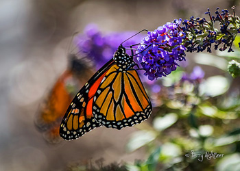 Monarch With Monarch Bokeh By Terry Aldhizer